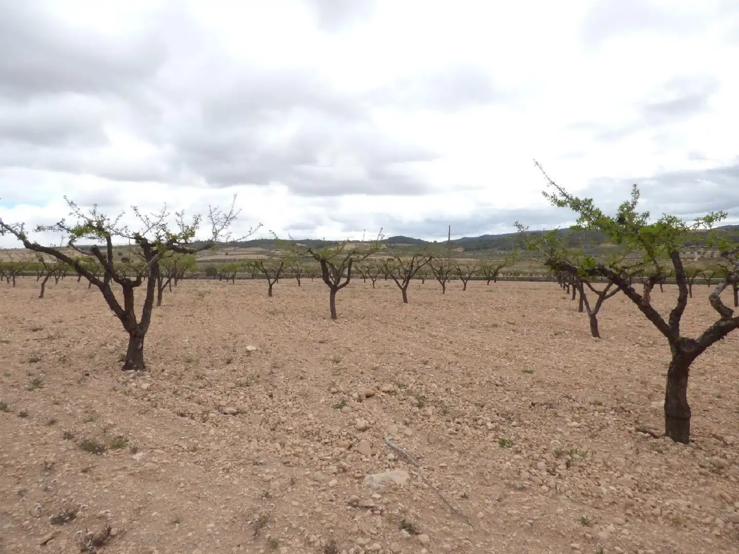 Rustikales Grundstück zum Verkauf in Jumilla, imagen 16