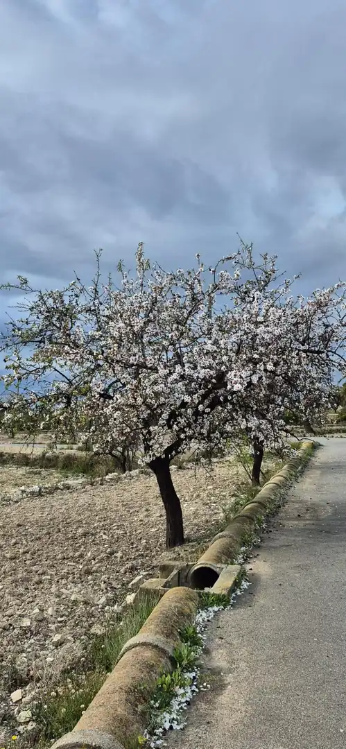 Jardín de Finca rústica en venta en Aigües con Jardín privado
