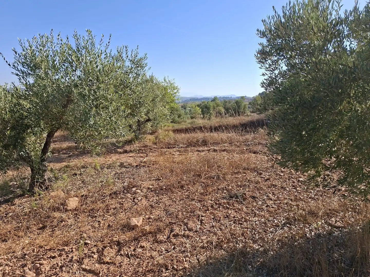 Terreno rustico in vendita a Diseminado Diseminats 6, imagen 5