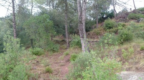 Terreny forestal edificable d´alzinar i pineda, immagine 3
