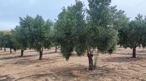 Photo 4 of Land for sale in Carretera Vieja, 37, Cúllar, Granada