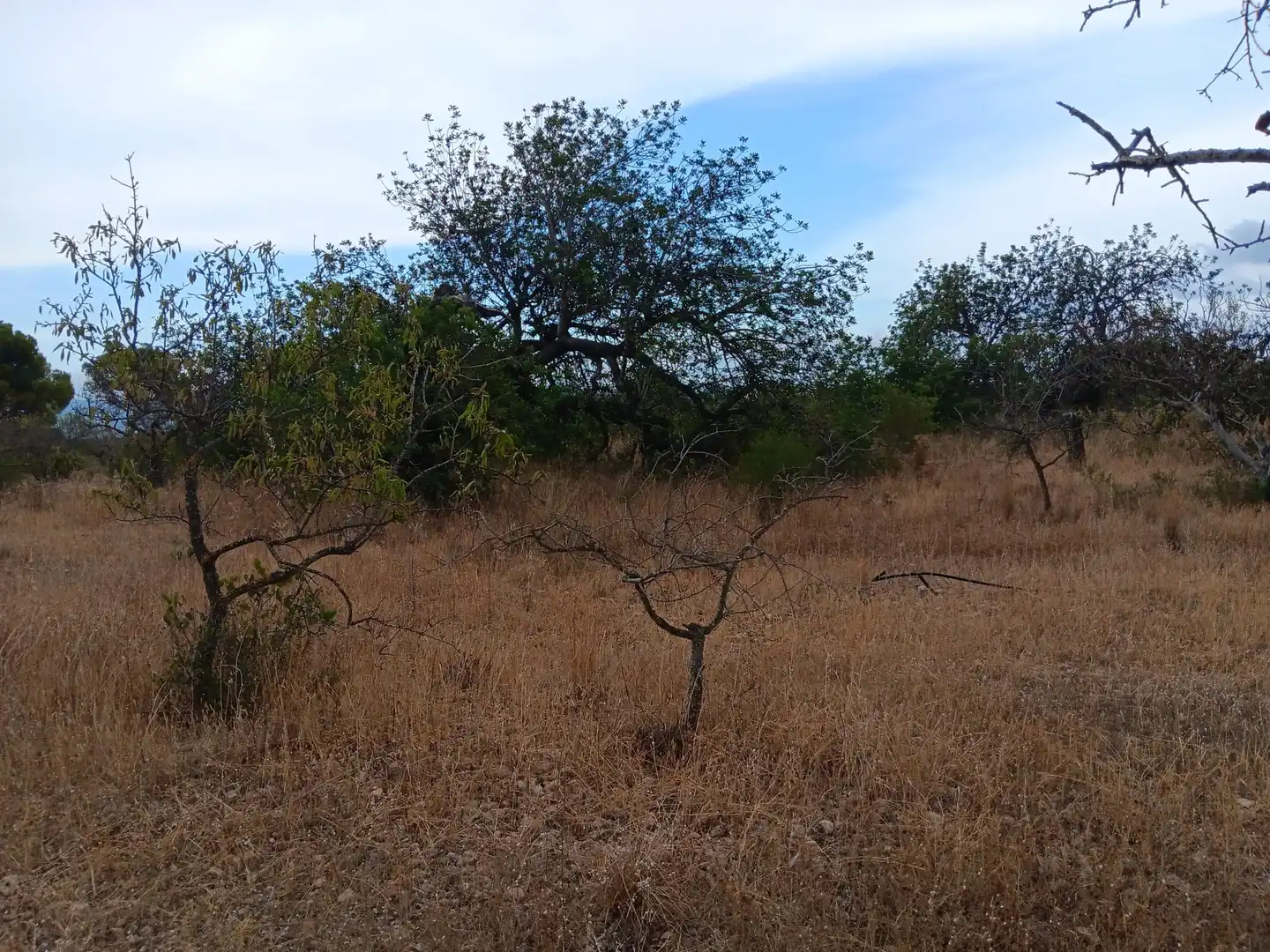 Lands and plots for sale in Roquetes, imagen 10