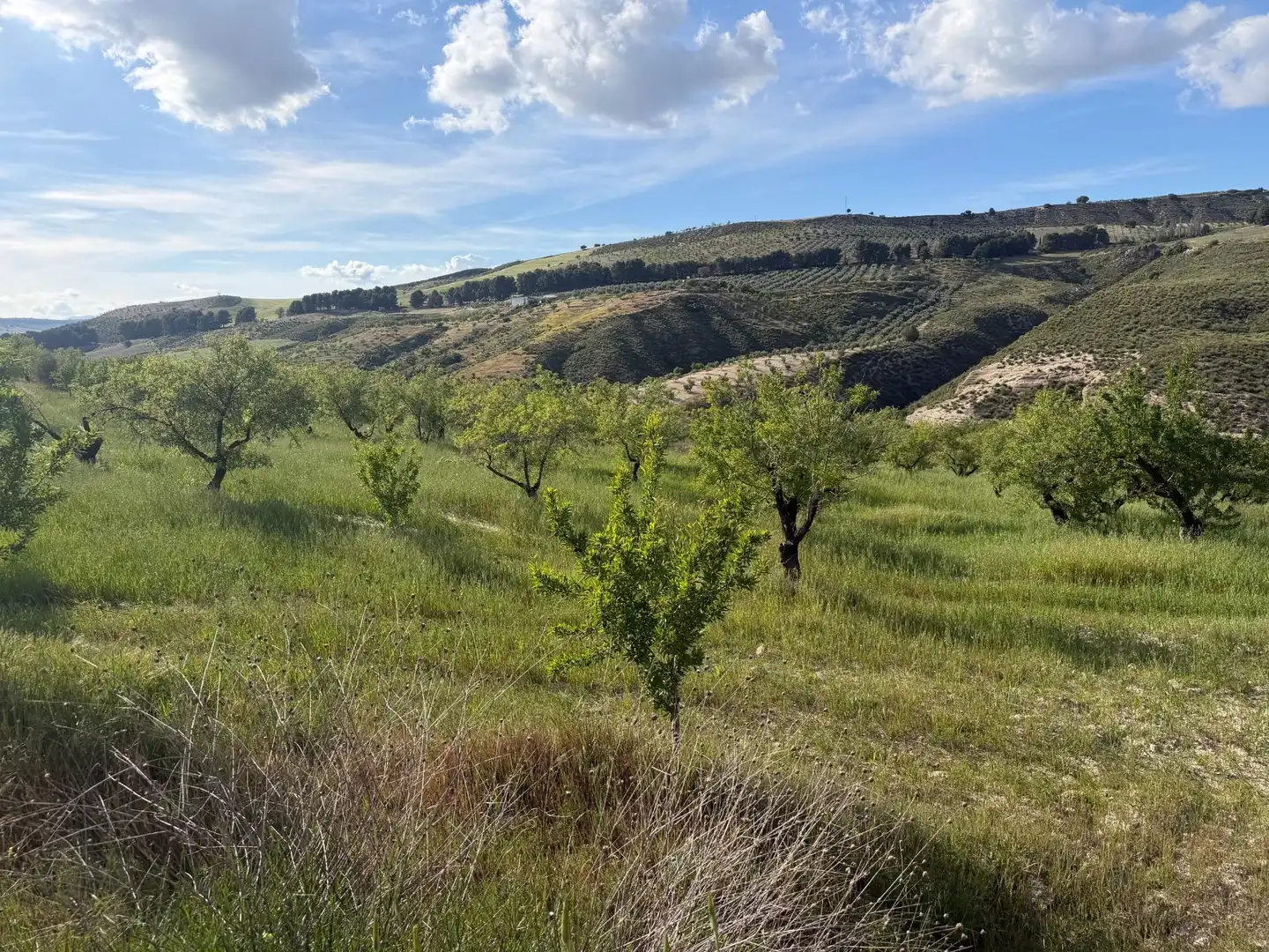 Rural land for sale in Lugar Poligono 7 Parcela 55, imagen 3