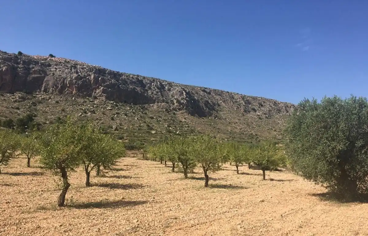Terreny rústic en venda a Ctra. Algueña, imagen 10