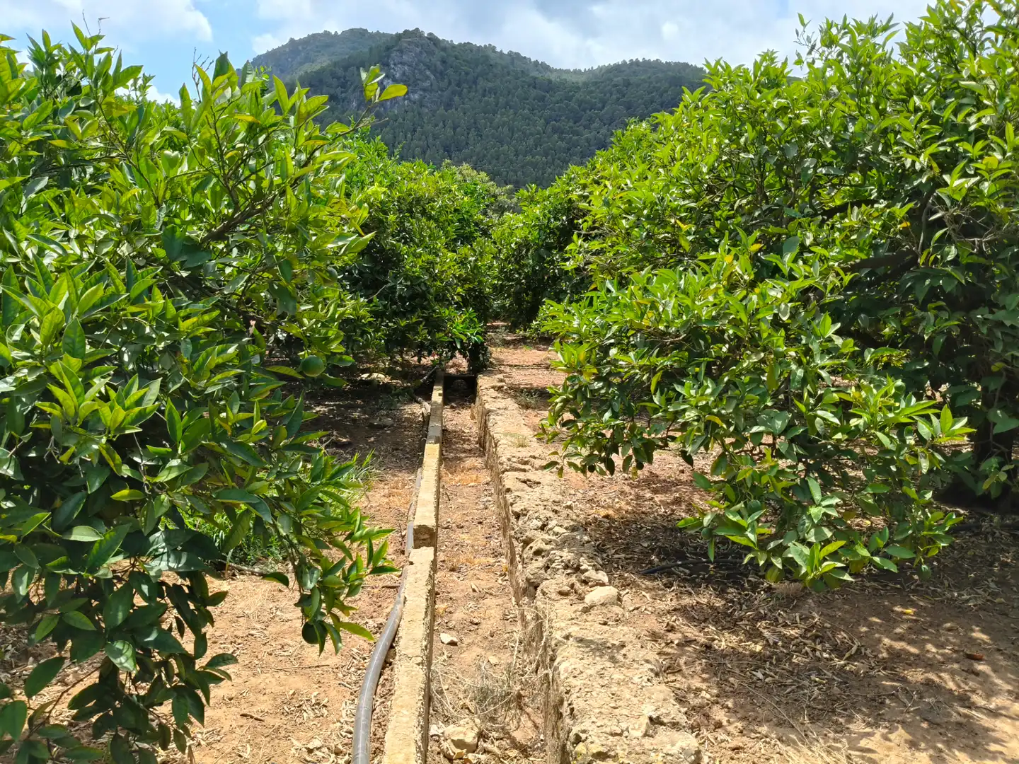 Rural land for sale in Partida Pla 42, imagen 9