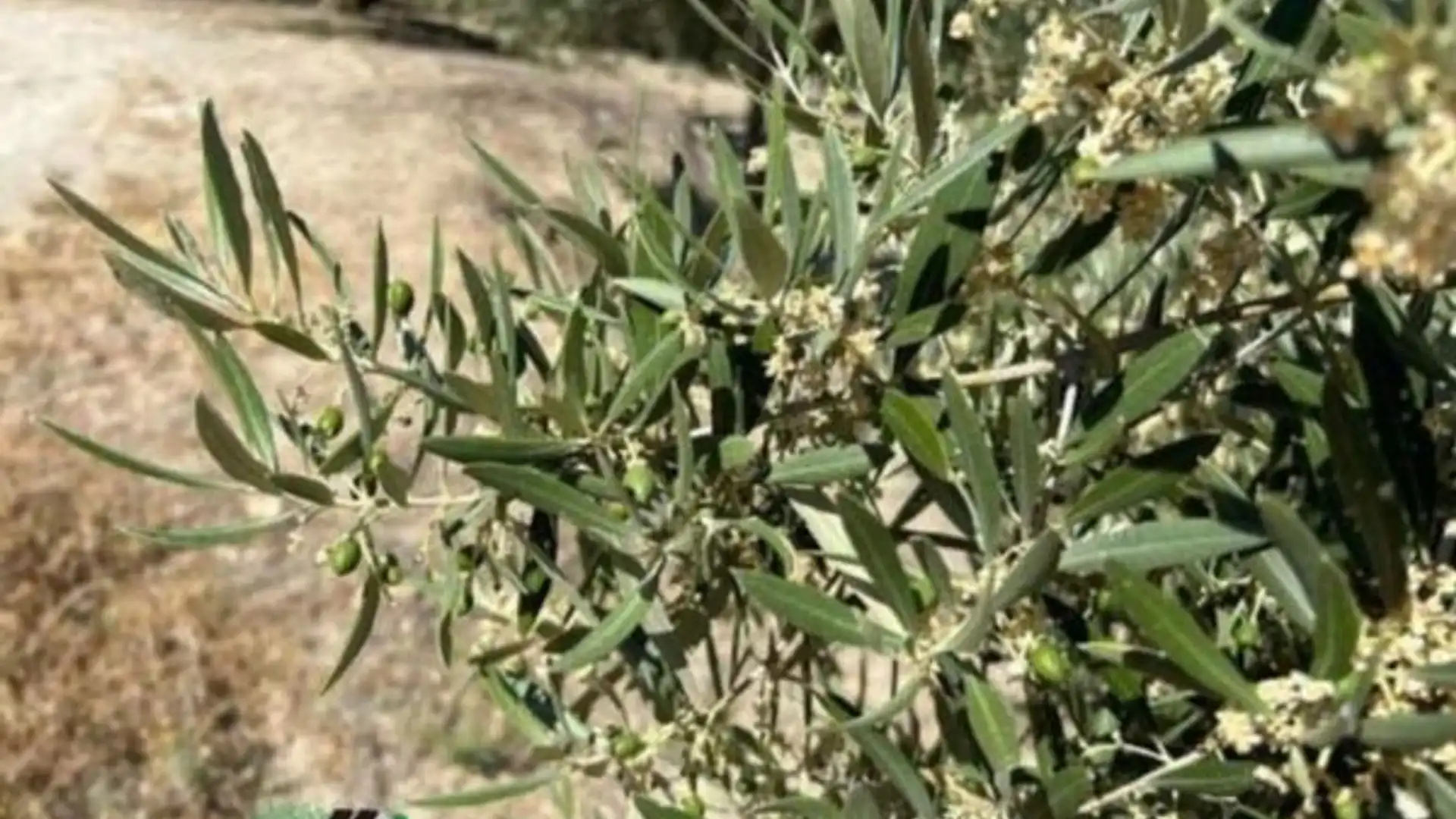 Jardín de Terreno en venta en Mancha Real