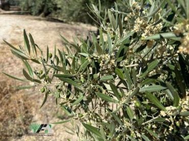 Rustikales Grundstück zum Verkauf in Mancha Real