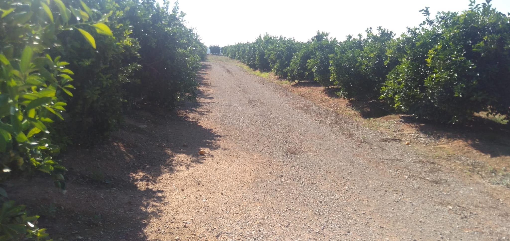 Finca rústica en venda en Pedralba amb Jardí privat, Terrassa i Traster