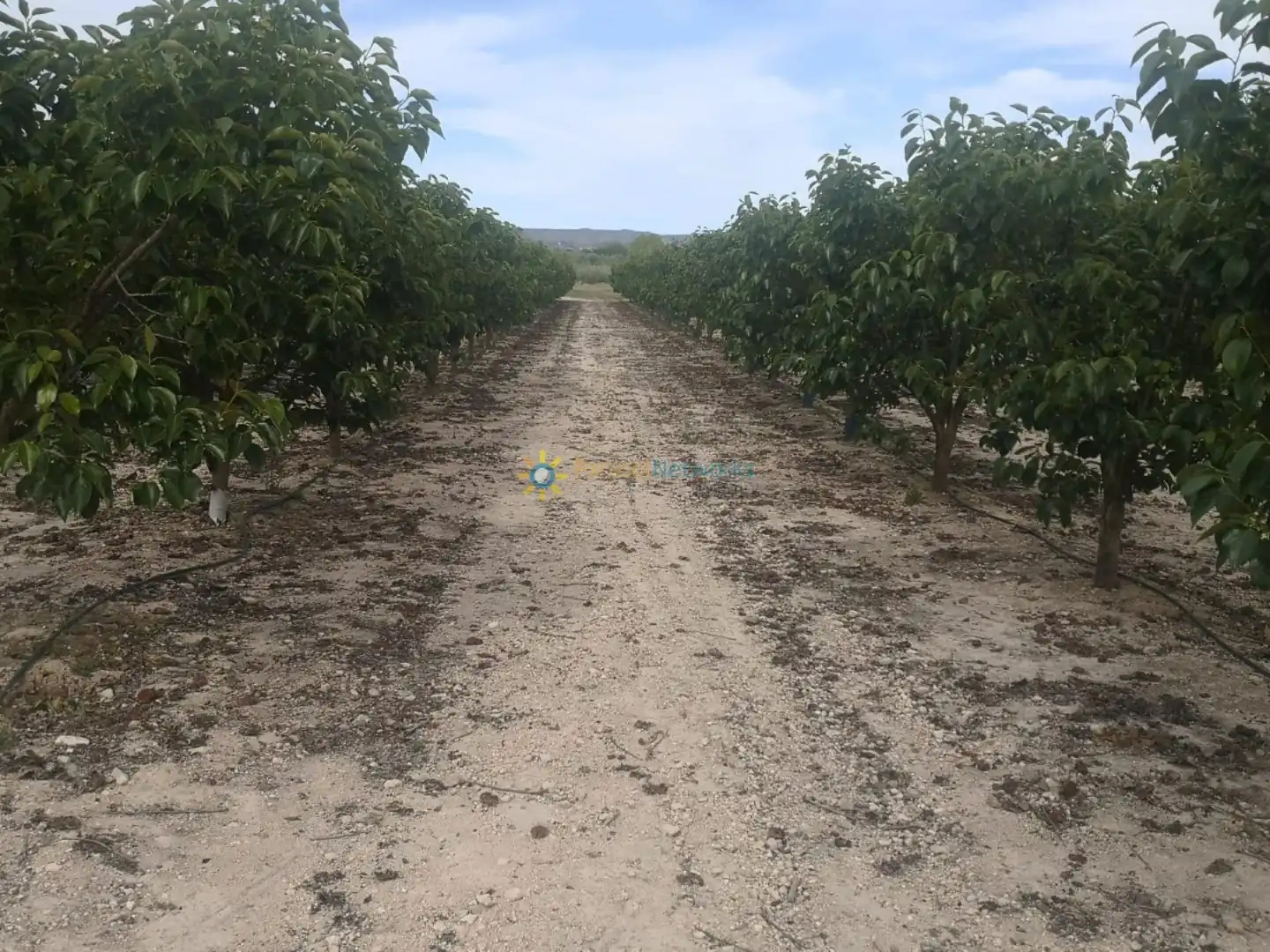 Rural land for sale in Benigànim, imagen 4