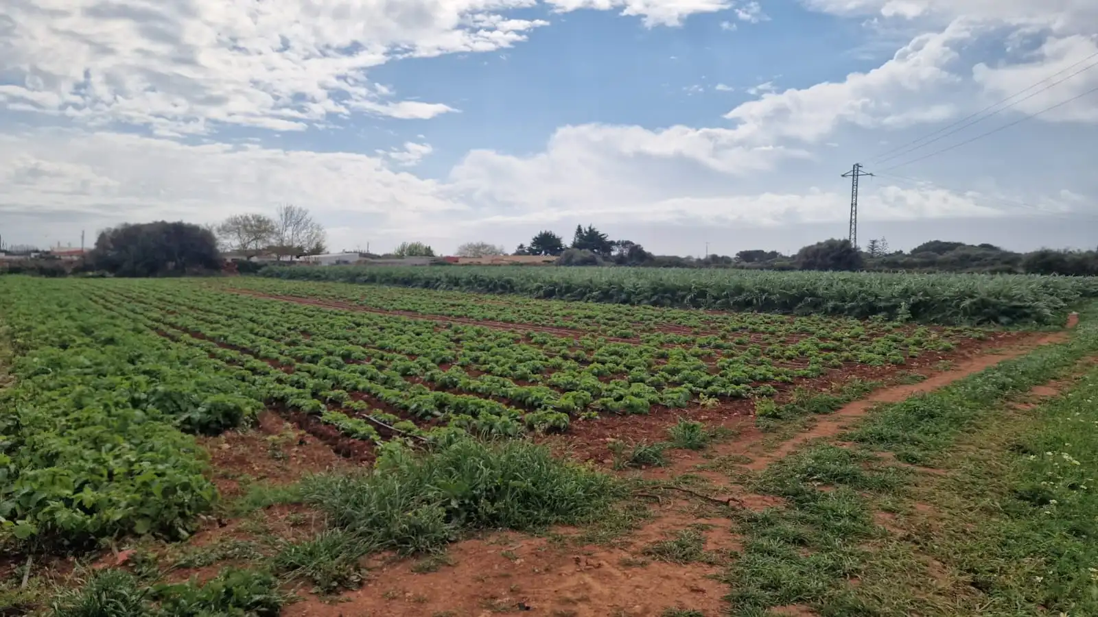 Rural land for sale in Ciutadella, imagen 10