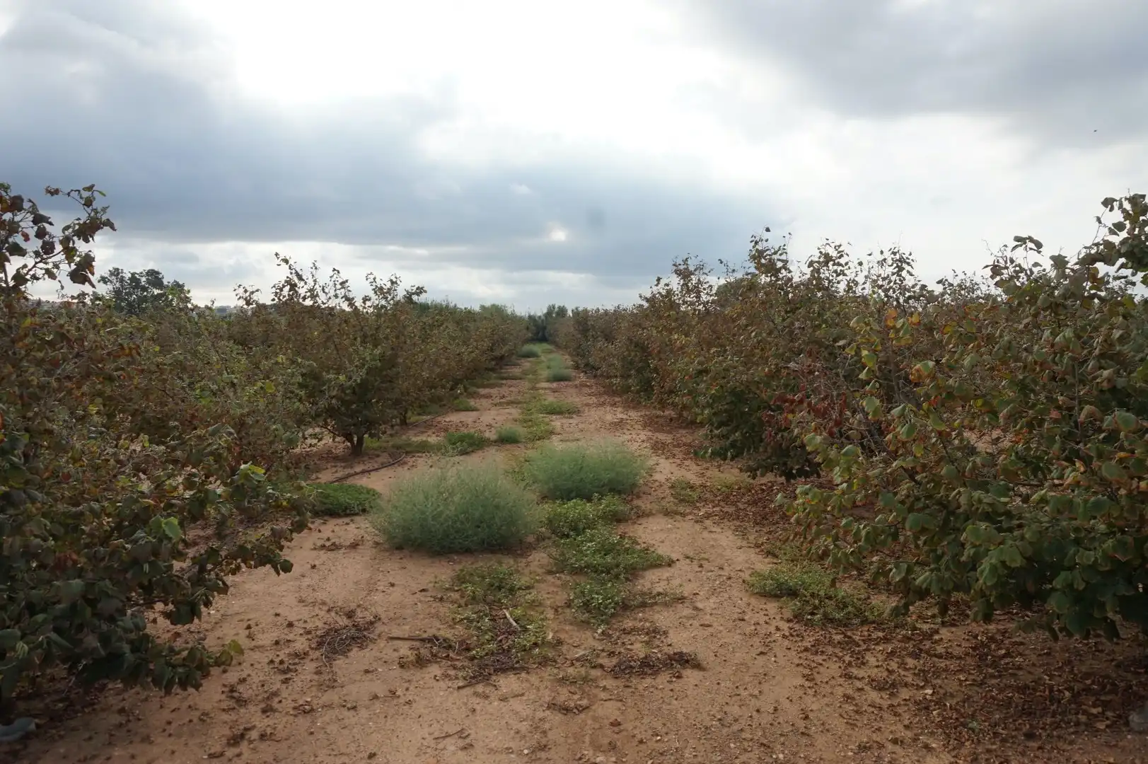 Terreno rustico in vendita a La Creu de Salom, imagen 16