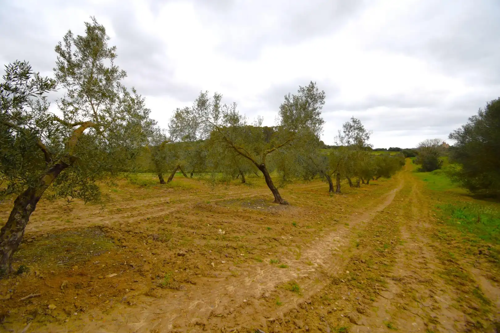 Rural land for sale in Llubí, imagen 11
