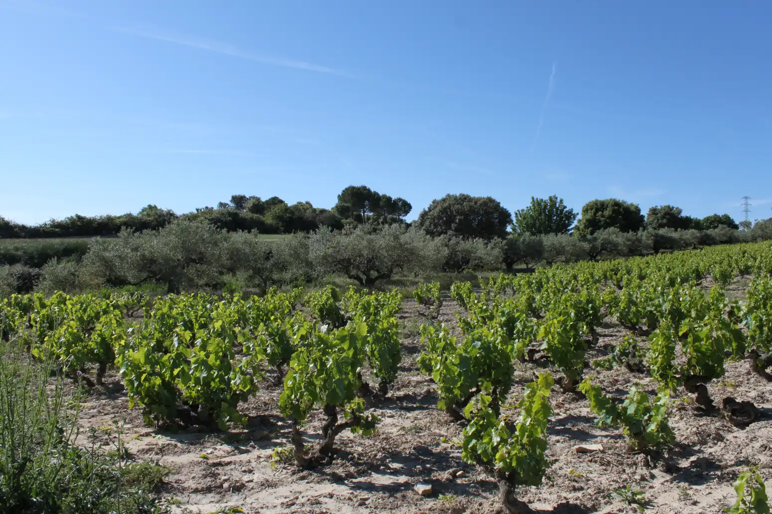 Terreno en venta en Tafalla