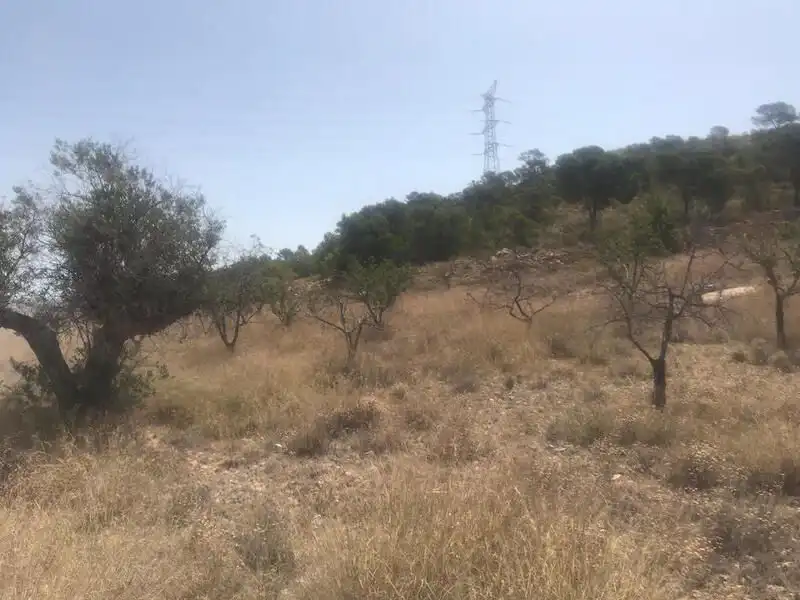 Lands and plots for sale in Poste Abanilla 165, imagen 6