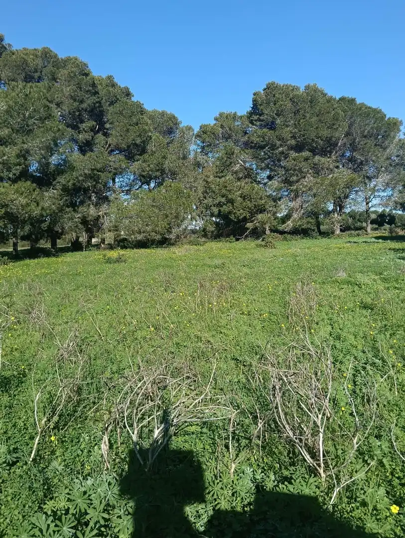 Residential land for sale in Los Franceses – La Vega, imagen 2