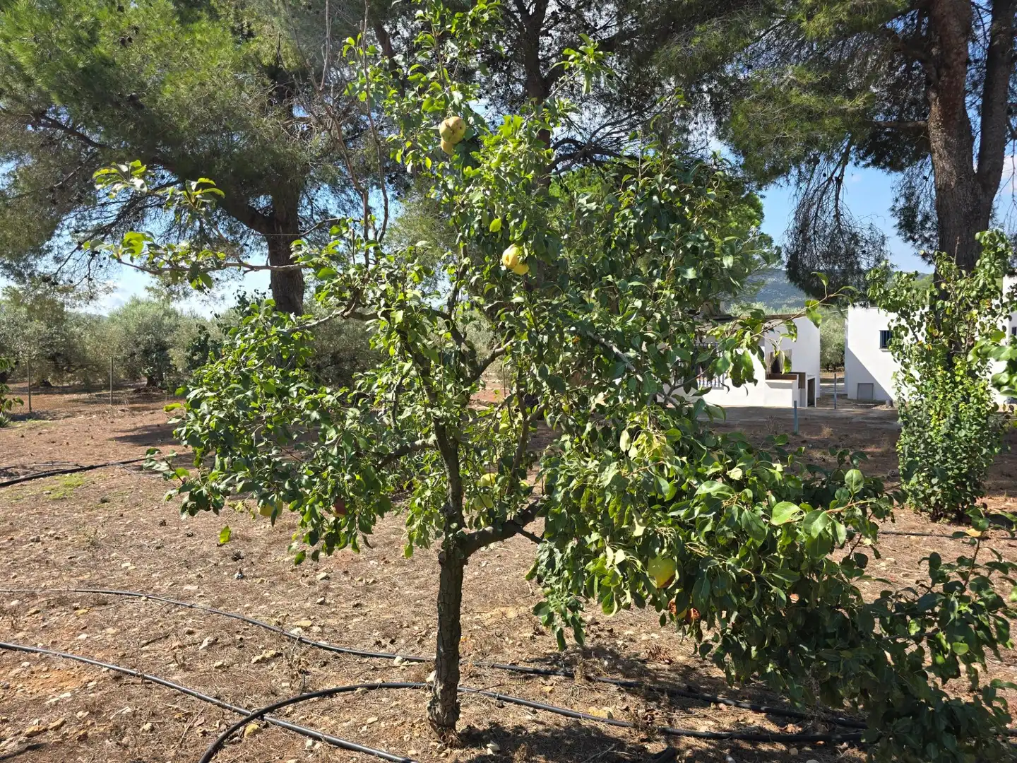 Jardín de Finca rústica en venta en Freginals con Jardín privado
