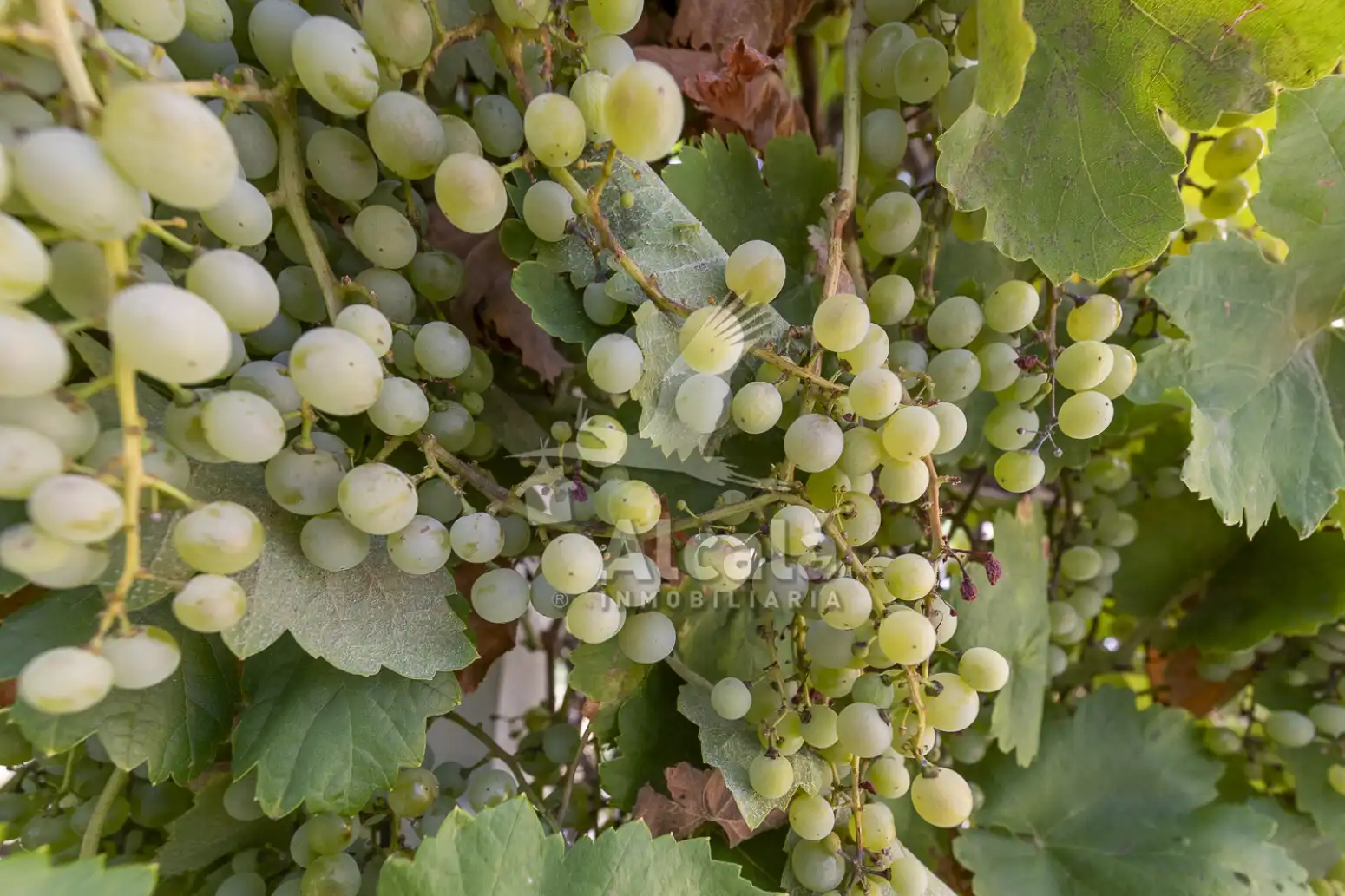 Jardí de Casa o xalet en venda en Villalbilla amb Aire condicionat, Calefacció i Jardí privat