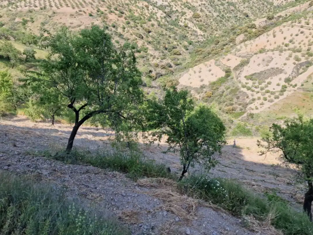 Land for sale in Cástaras