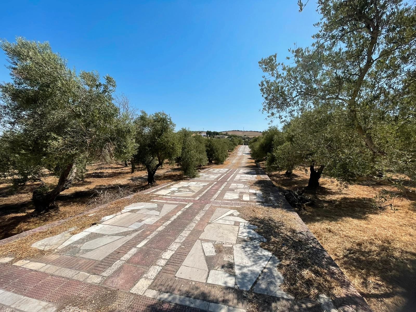 Land for sale in Arcos de la Frontera