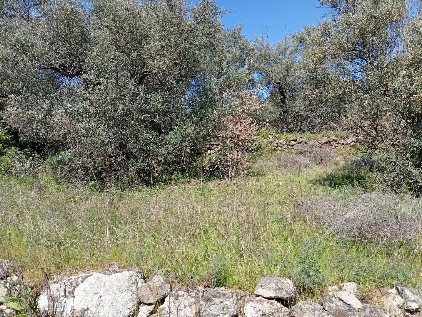 Terreni e lotti in vendita a Valverde de la Vera, imagen 65