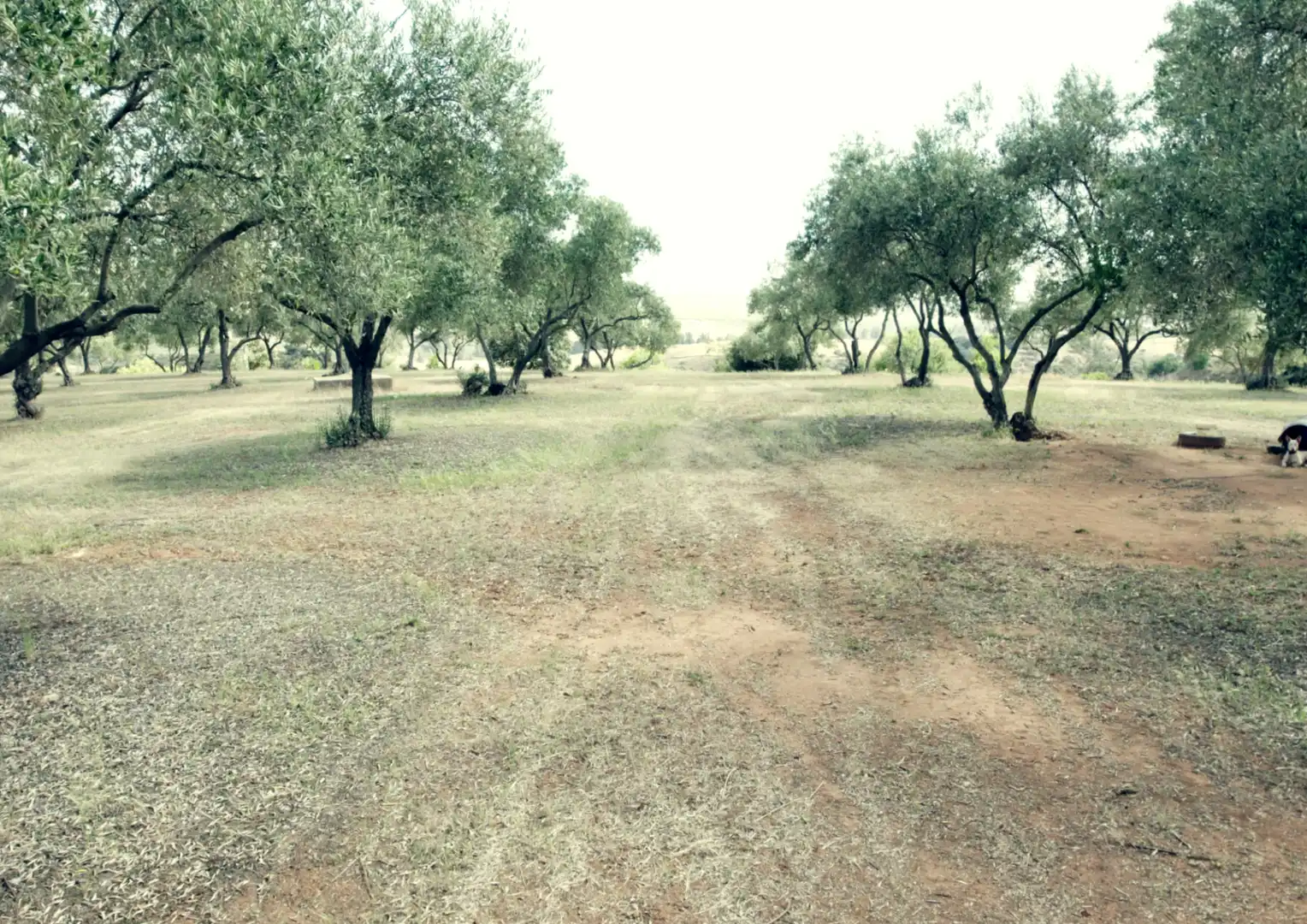 Finca rústica en venta en La Palma del Condado con Jardín privado, Terraza y Trastero