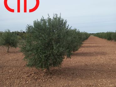 Terreno rustico in vendita a Tomelloso