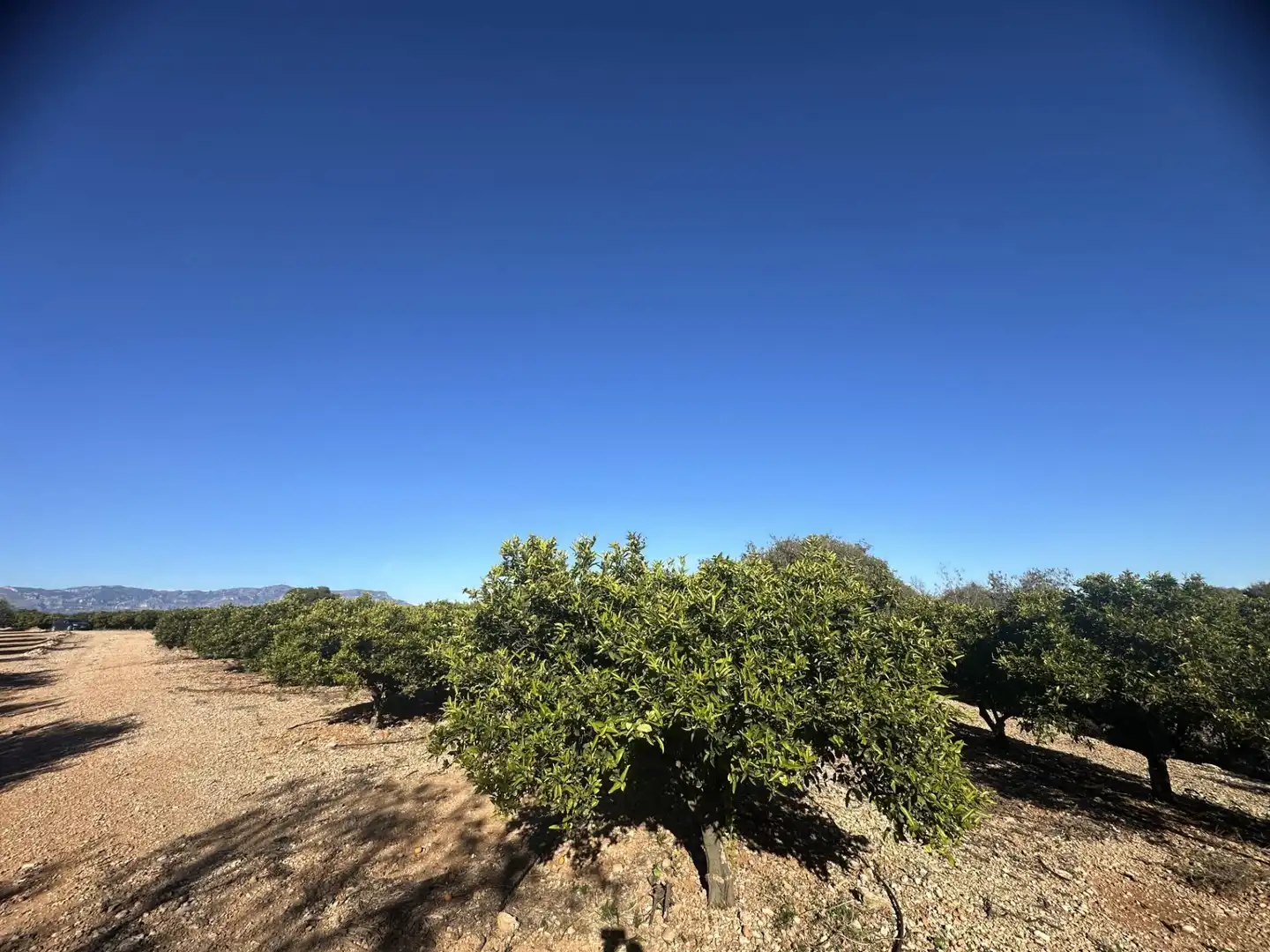 Rural land for sale in Masdenverge, imagen 7