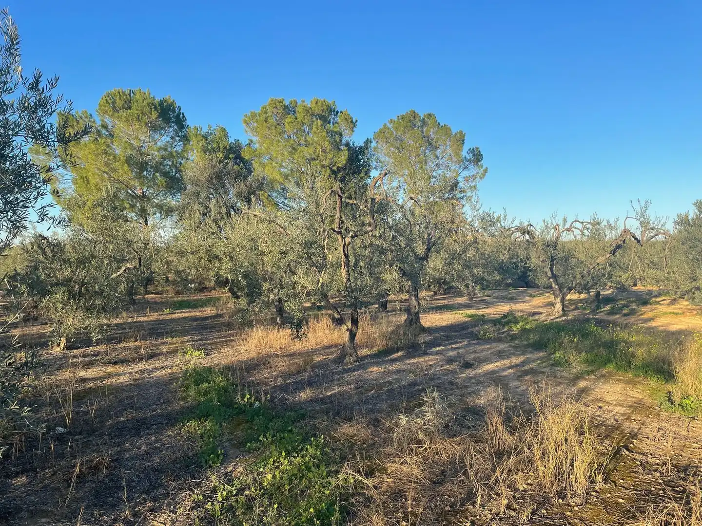 Terreno en venta en Bollullos de la Mitación