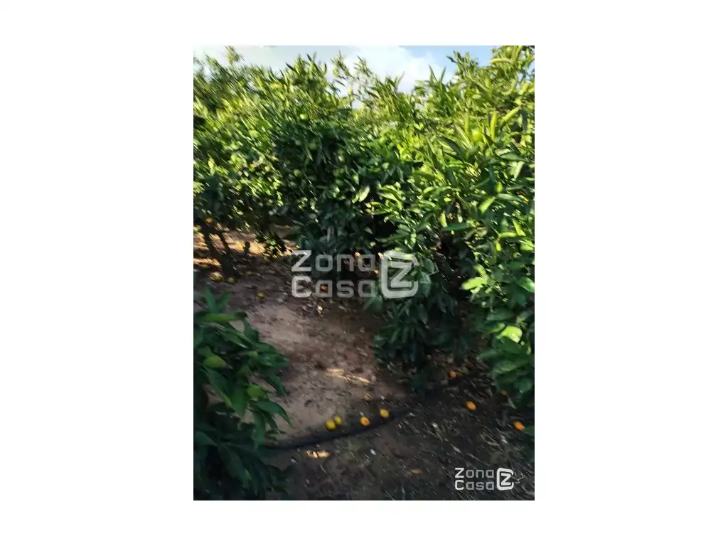 Country house for sale in Algemesí, imagen 5