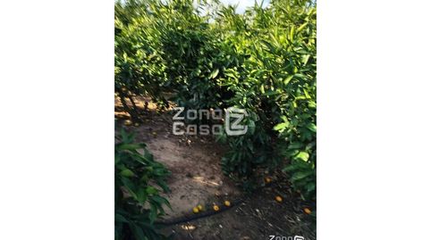 Finca Rustica  Venta Algemesí, imatge 5
