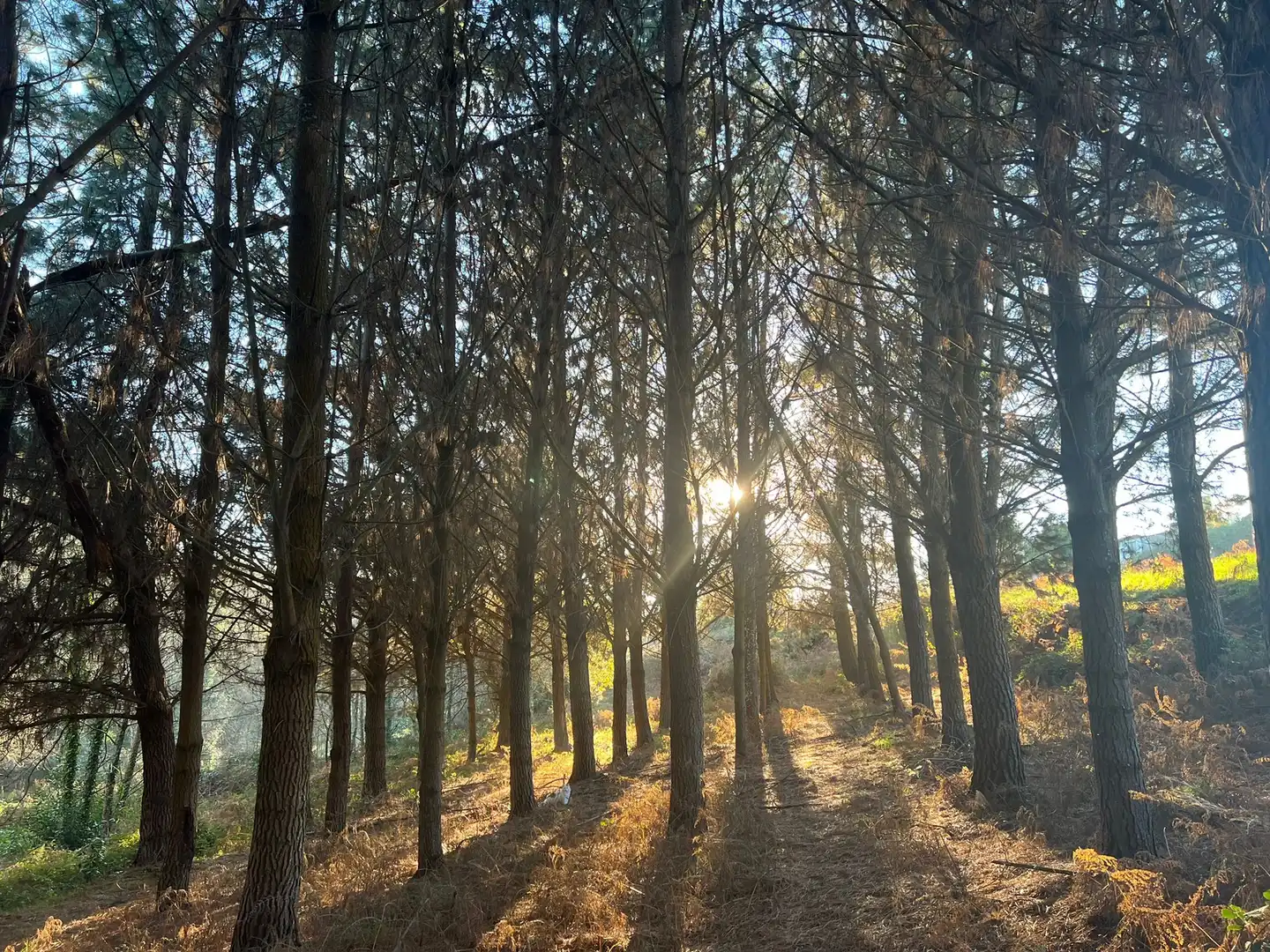Terrenys i solars en venda a Sedes - Pedroso - Doso, imagen 3