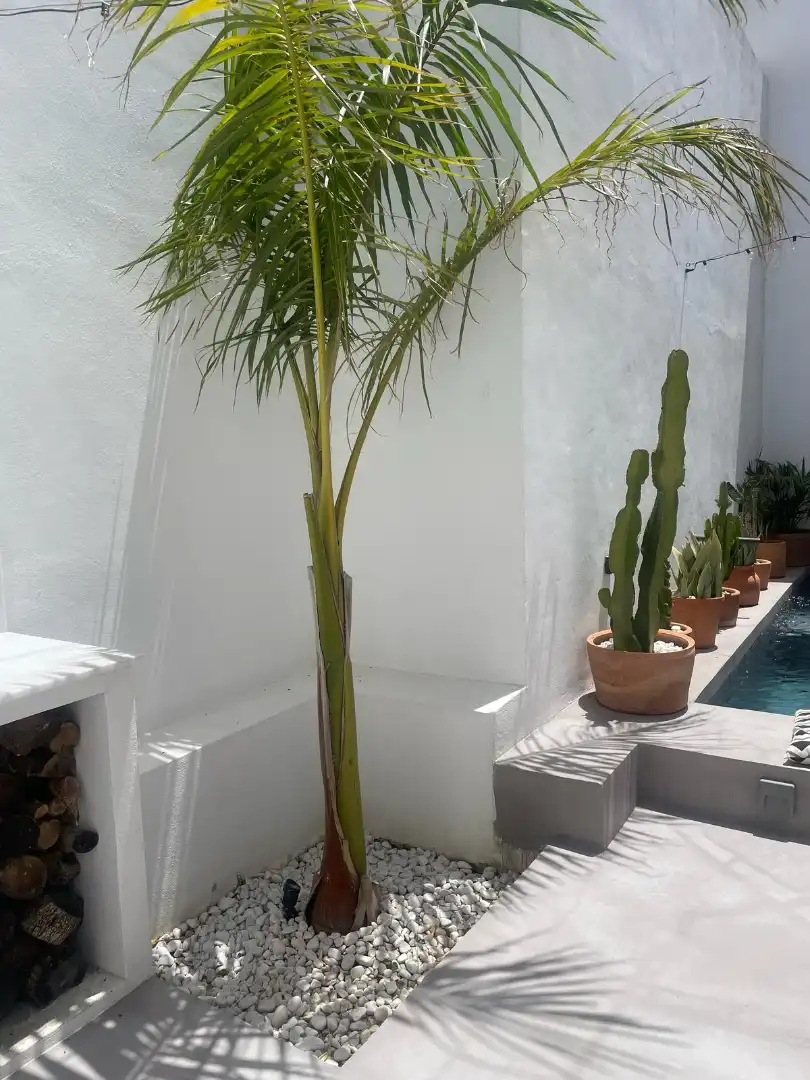 Jardí de Casa adosada en venda en Tarifa amb Jardí privat, Terrassa i Piscina