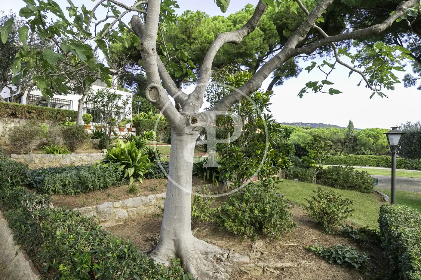 Jardí de Casa o xalet en venda en Sant Andreu de Llavaneres amb Aire condicionat, Calefacció i Jardí privat