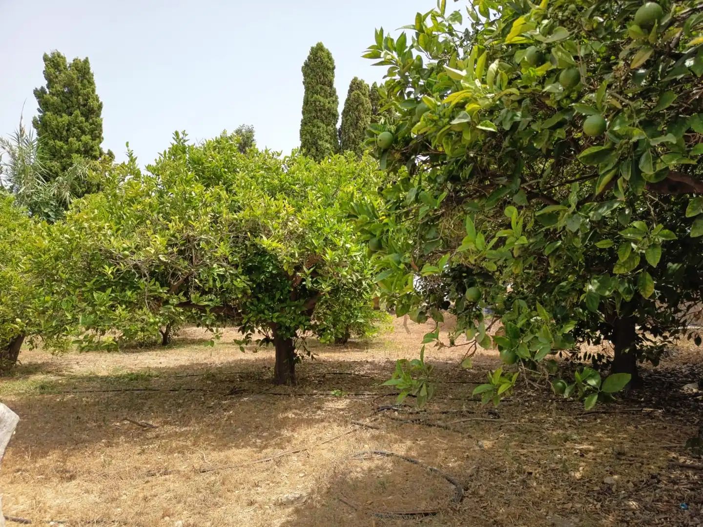 Casa o xalet en venda en Alicante / Alacant amb Jardí privat, Terrassa i Piscina