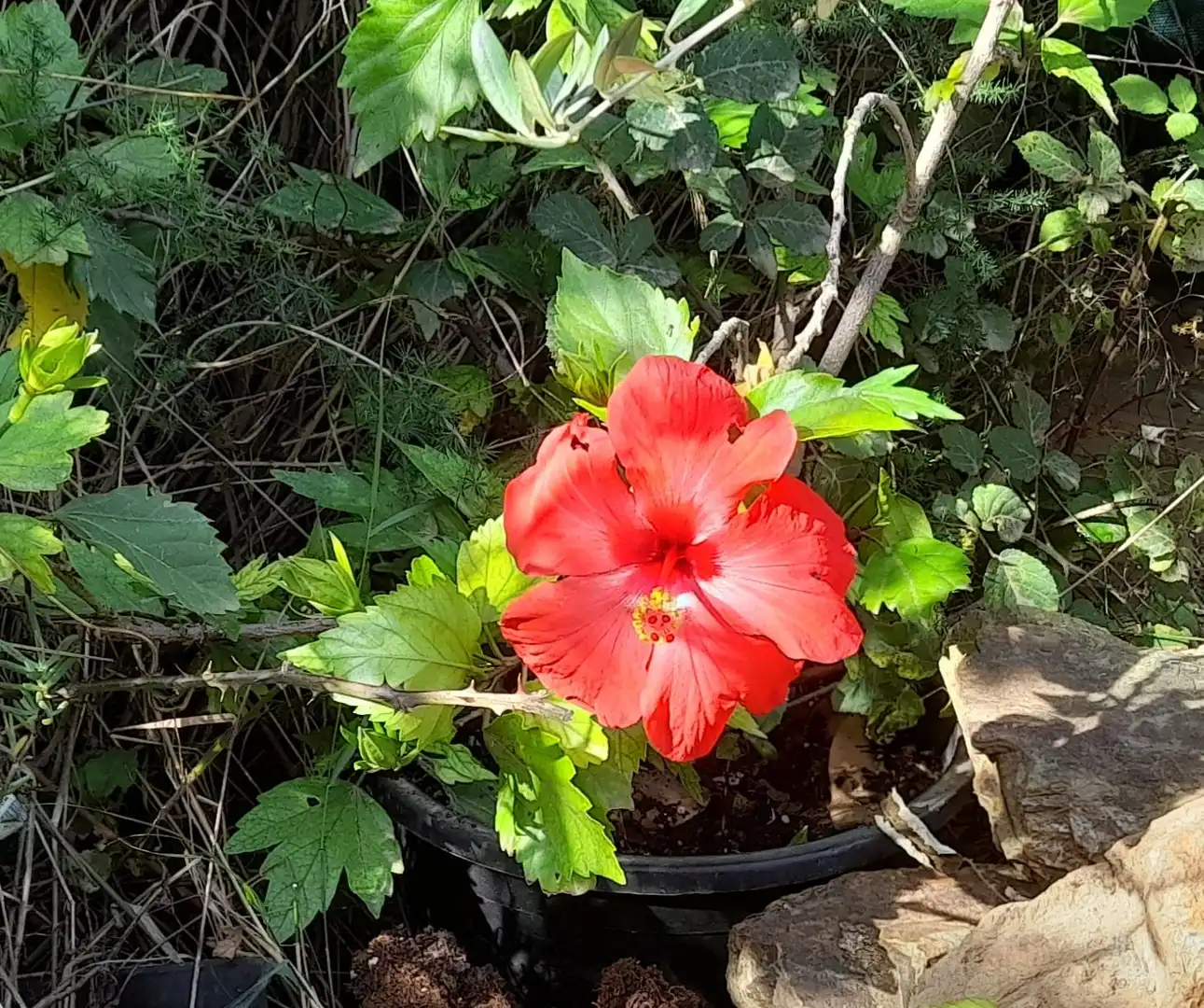 Jardín de Terreno en venta en Vilajuïga