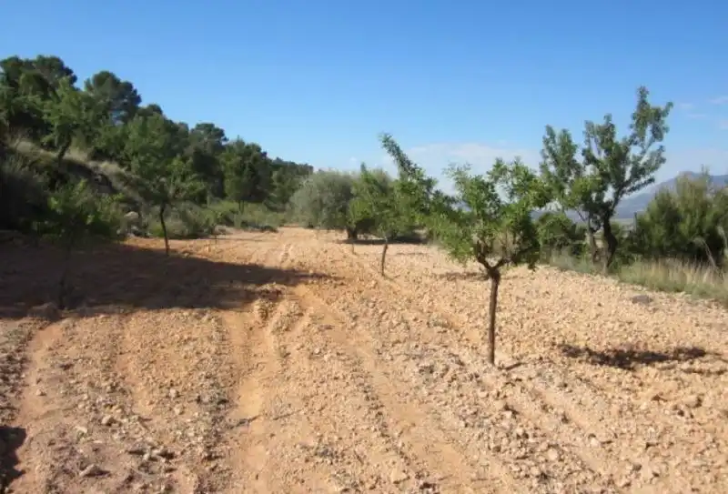 Terrenys i solars en venda a Abanilla, imagen 4