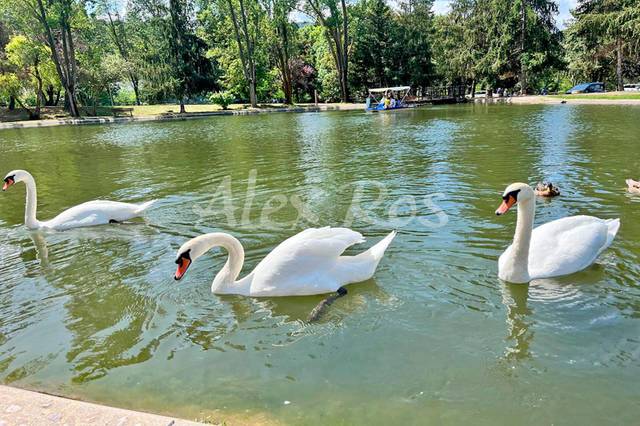 Terreno en Venta en AVENUE DU LAC en Osséja