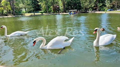 EN EL LAGO DE OSSEJA, PARCELA DE 1.600 m2, PARA LA CONSTRUCCIÓN DE HASTA 6 CASAS