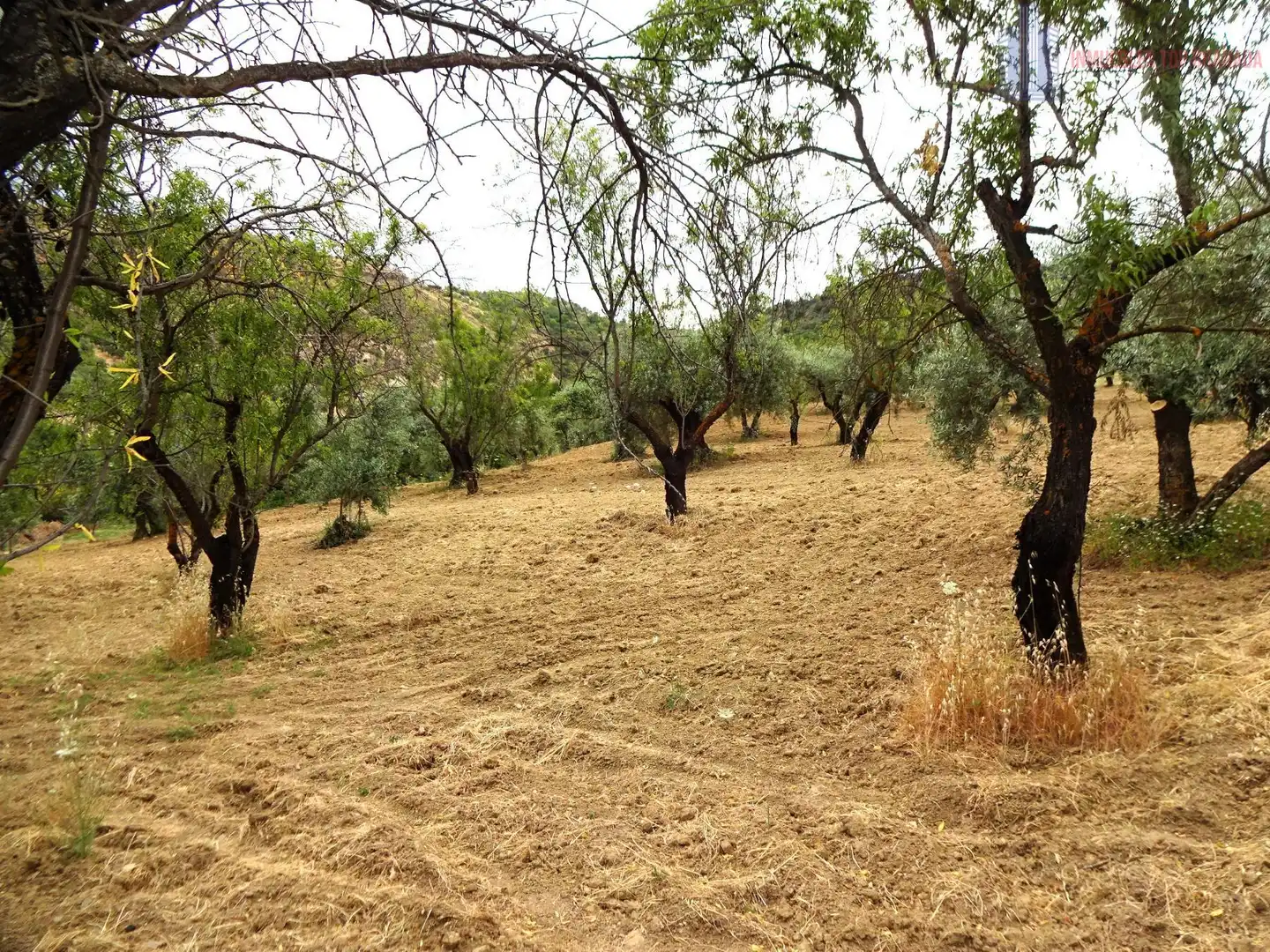 Finca rústica en venda en Pinos Genil