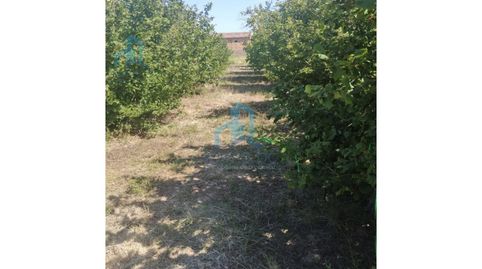 Photo 4 of Land for sale in Poligono 1 Paraje 42 Prats, Cabra del Camp, Tarragona