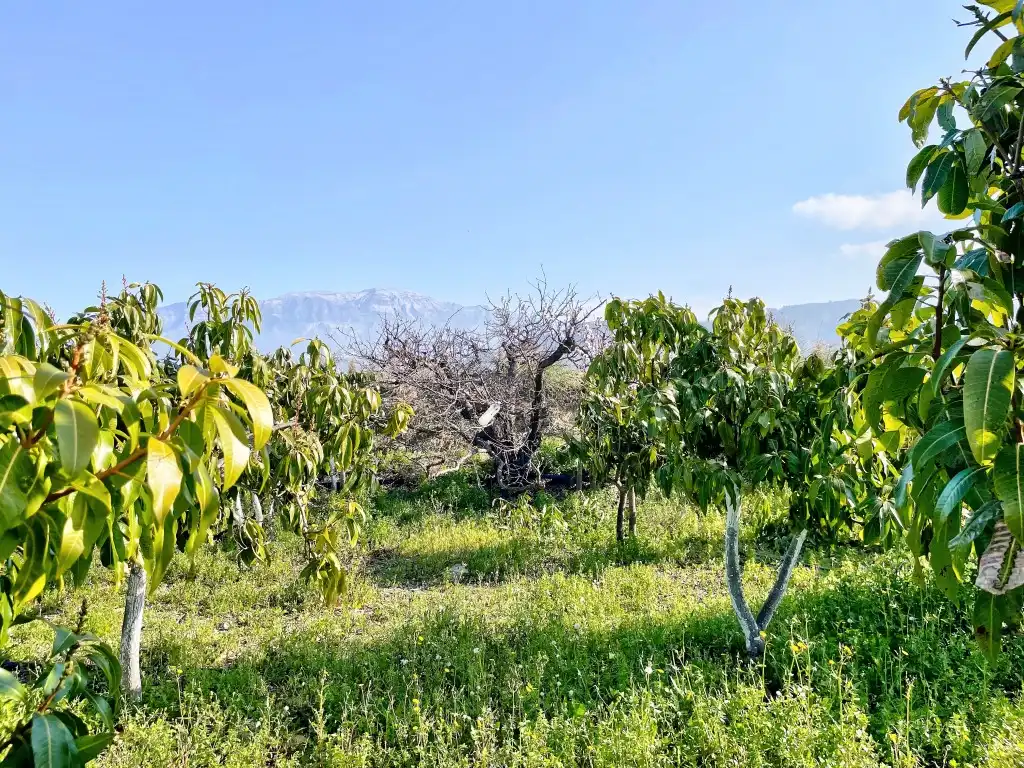 Casa rústica amb jardí en venda a Vélez-Málaga ciudad, imagen 4
