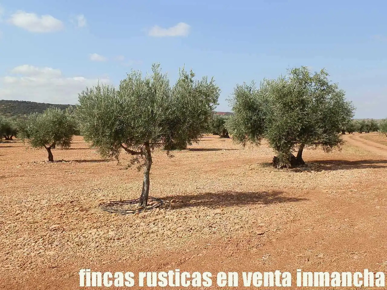 Terreno rústico en venta en Moral de Calatrava, imagen 23