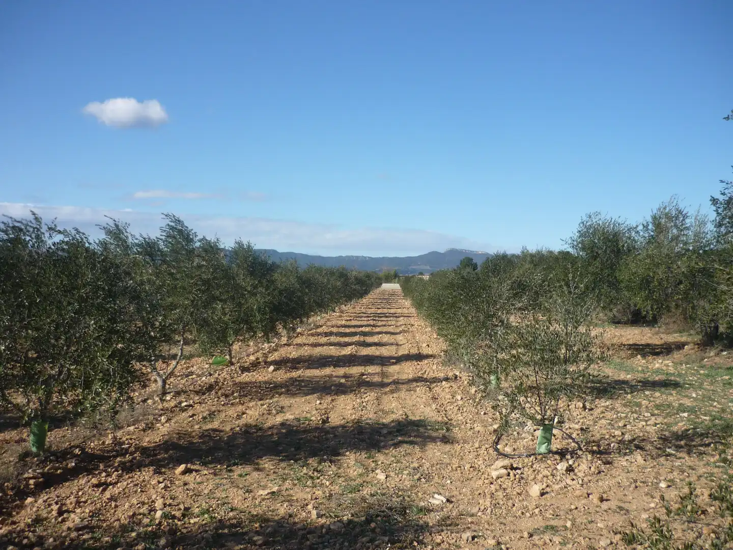 Land for sale in Vila-rodona
