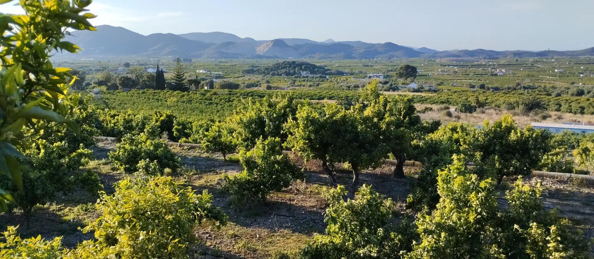 Rural land for sale in Pego, imagen 8