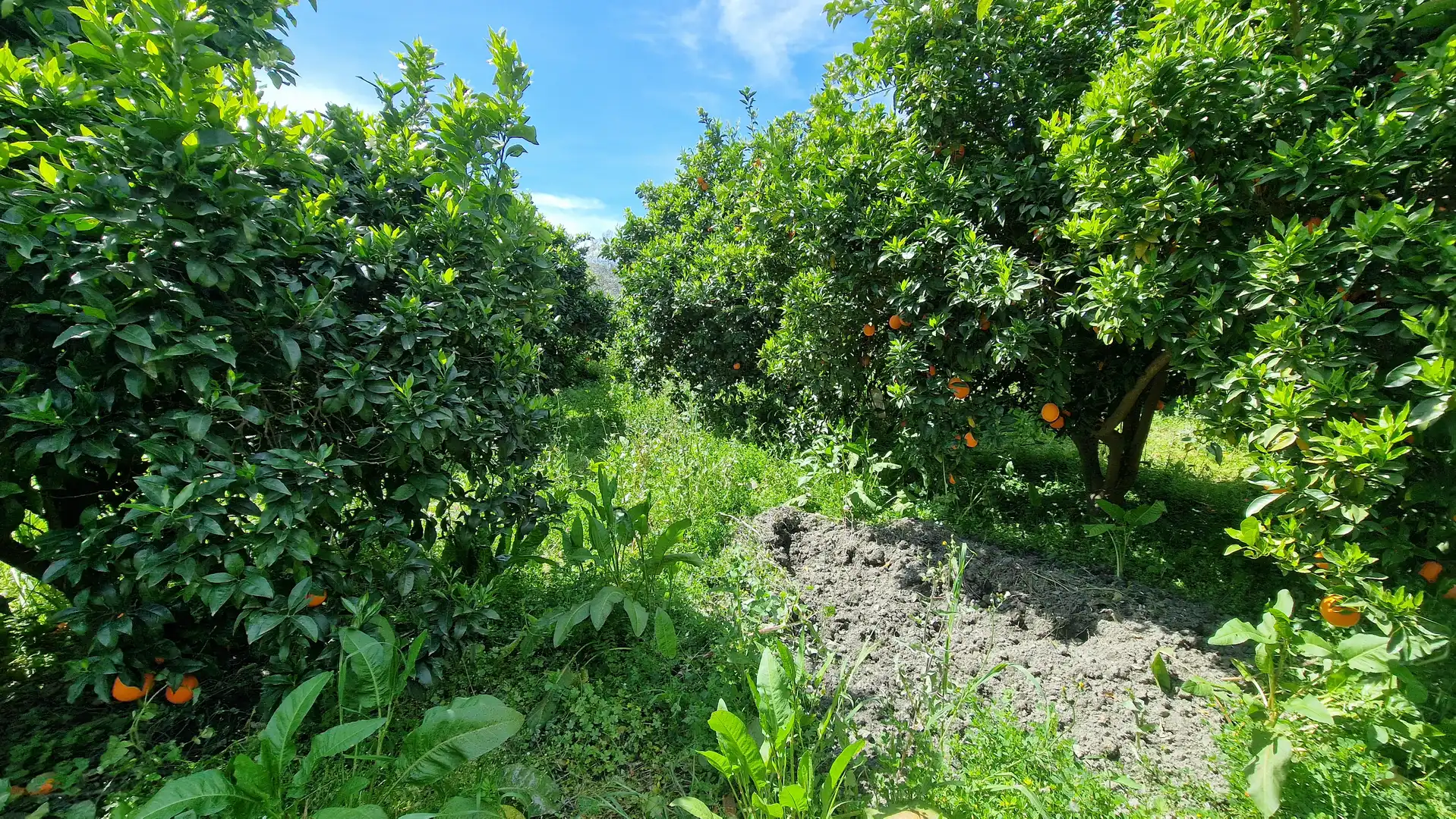 Finca rústica en venda en Canjáyar amb Jardí privat i Moblat