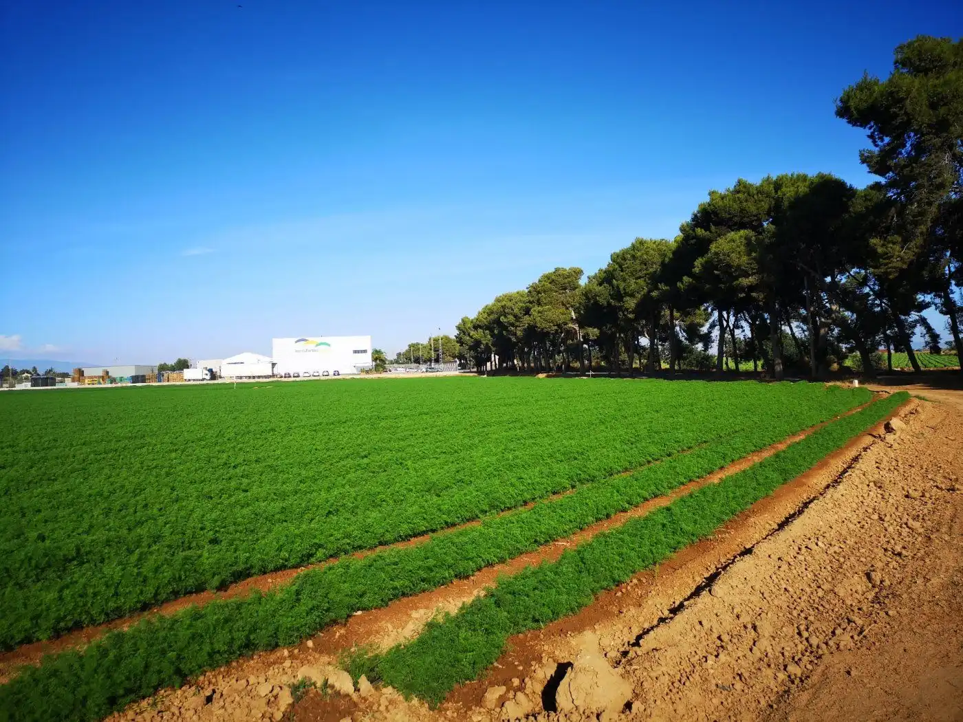 Vista exterior de Finca rústica en venta en Cartagena