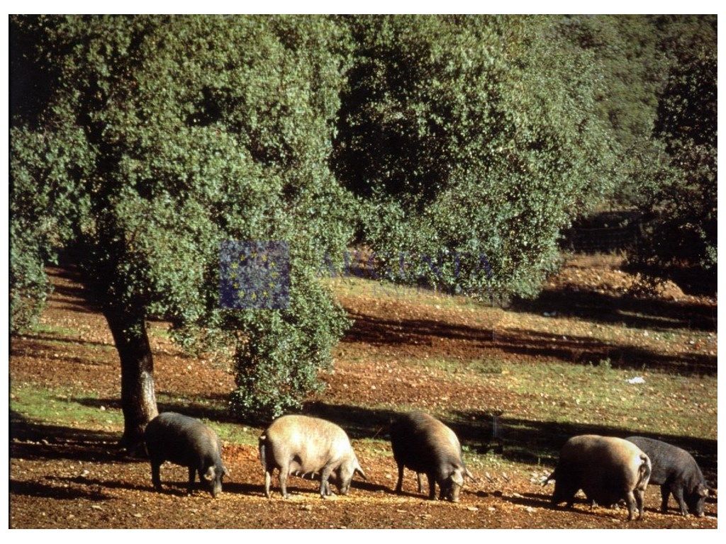Vista exterior de Casa o xalet en venda en Valencia de Alcántara
