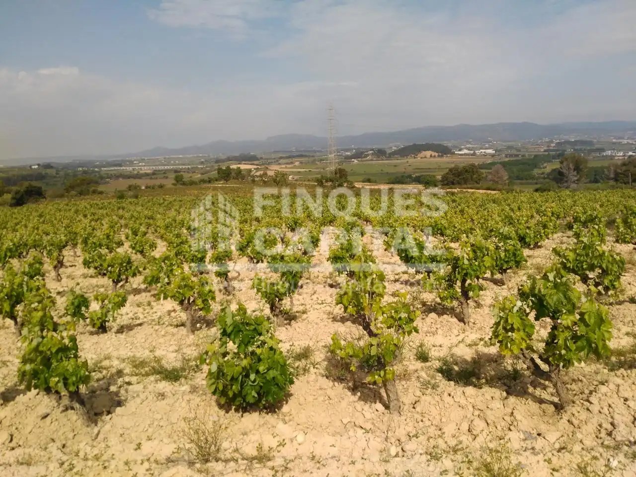 Terreny rústic en venda a Els Monjos, imagen 2