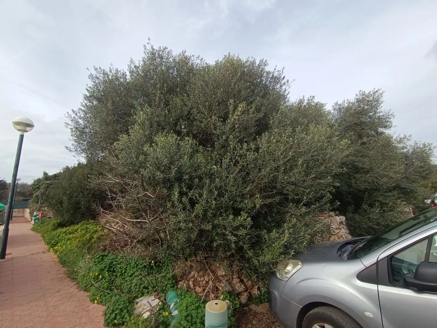 Rustikales Grundstück zum Verkauf in Sant Lluís - S'Ullestrar - Torret, imagen 8