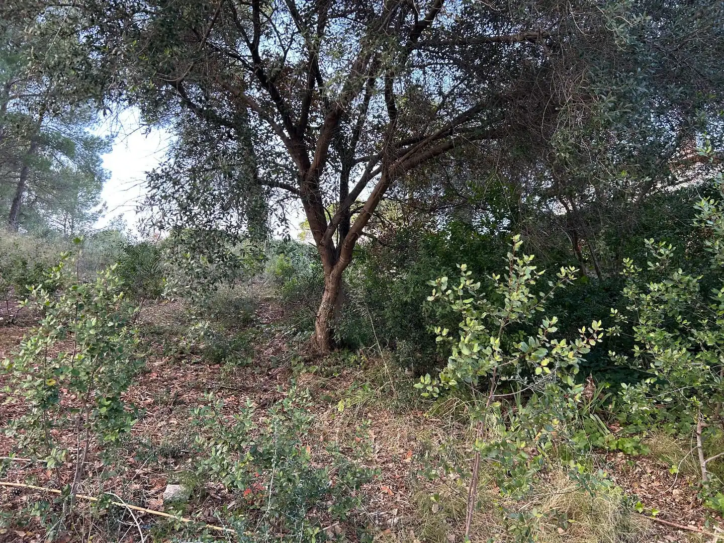 Rustikales Grundstück zum Verkauf in CAN FELIU, imagen 15